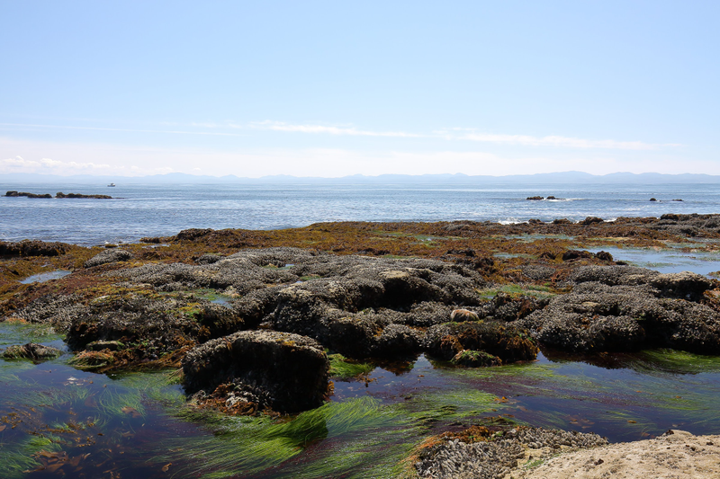 Illustration for article titled Pics from the (Ocean Floor): 2018-05-05 at Botanical Beach